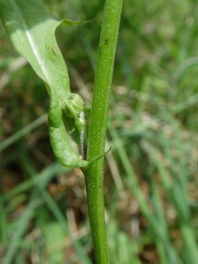 Crepis leontodontoides / Radicchiella italica